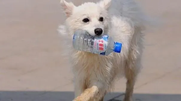 银狐犬|银狐犬严重脱毛 原来是犬疥癣病惹的祸