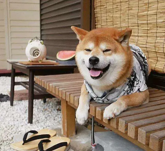 柴犬的饲养方法 饲养柴犬有哪些需要注意的 | 柴犬