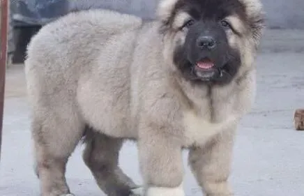 高加索犬|给高加索犬拔耳毛时怎样消除它紧张的情绪