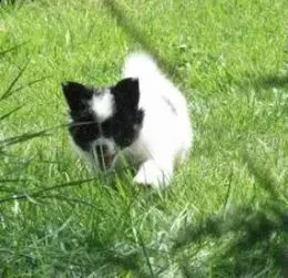 蝴蝶犬|如何让蝴蝶犬变得更加的美丽