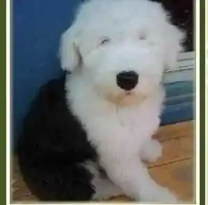 古代牧羊犬|两个月的古代牧羊犬应该吃什么