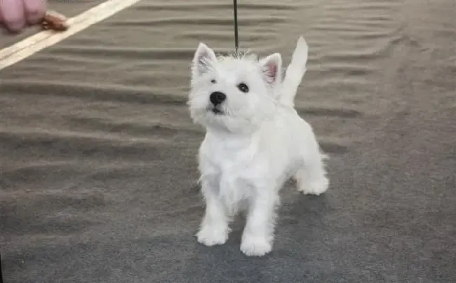 西高地|哪些蔬菜是西高地犬不能够食用的