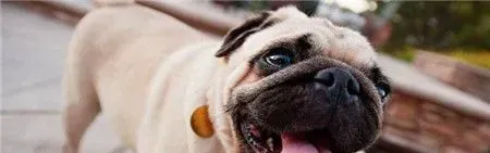 纯种巴哥犬习性 巴哥犬有哪些生活习惯 | 巴哥犬