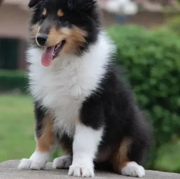 苏格兰牧羊犬|怀孕一个月的苏格兰牧羊犬身上有跳蚤怎么办