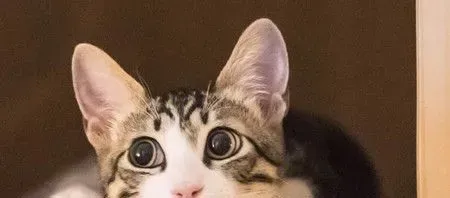 被家猫抓伤出血怎么办 一定要打疫苗 | 猫