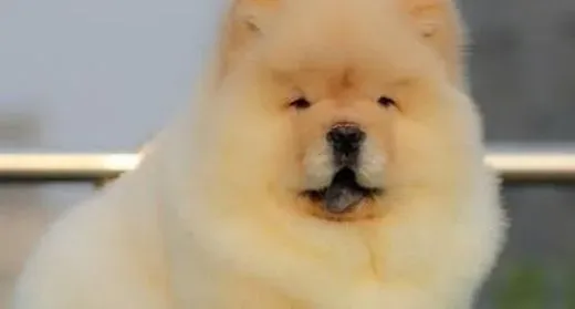 松狮犬|哪些物品对松狮犬存在安全隐患