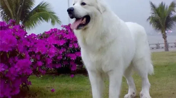 大白熊犬|成年大白熊犬可以吃幼犬狗粮吗