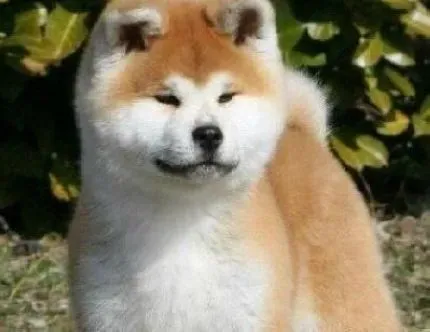 秋田犬|怎样让秋田犬习惯带牵引绳