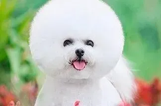 比熊犬|请问如何让比熊犬的毛量增加呢