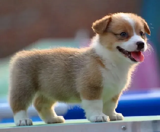 柯基犬|哪些食物是柯基犬一定不可食用的