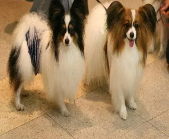 蝴蝶犬|11个月的蝴蝶犬为什么呕吐，不吃东西