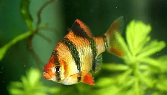 如何饲养虎皮鱼 虎皮鱼的饲养经验分享 | 虎皮鱼
