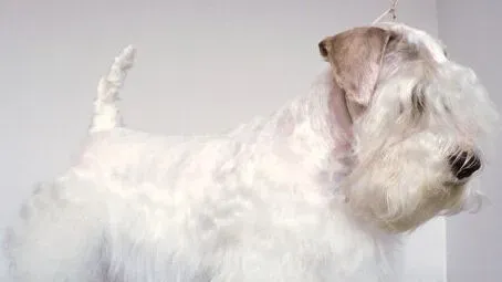 西里汉梗的形态特征 活动量大于一般犬种 | 西里汉梗