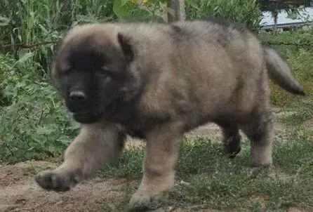 高加索犬|繁殖期高加索犬母犬的饲喂计划怎样制定