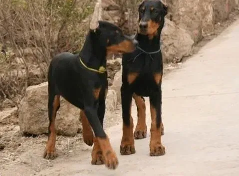 杜宾犬|杜宾犬最近几天挑食、拉稀该怎么办