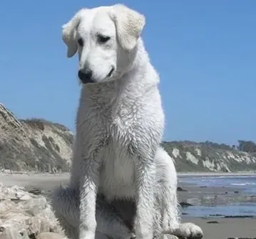 库瓦斯犬怎么喂养 该犬的饲养要素 | 库瓦斯犬