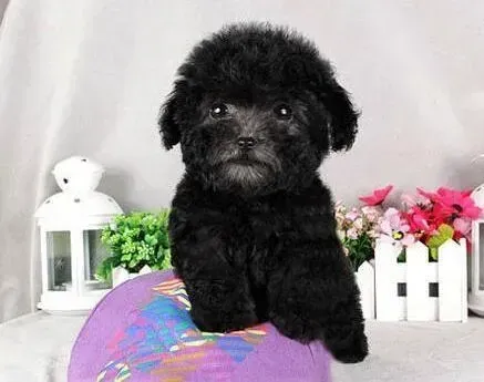 贵宾犬|贵宾犬的毛发鼻头颜色逐渐变浅 是什么原因导致的