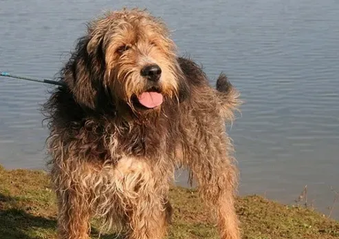 奥达猎犬掉毛不 掉毛比较严重 | 奥达猎犬