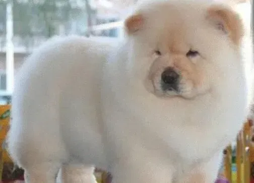 松狮犬|松狮犬好养吗？松狮犬怎么养？