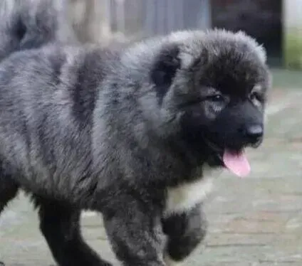 高加索犬|公高加索犬昨晚绝育手术后怎么护理