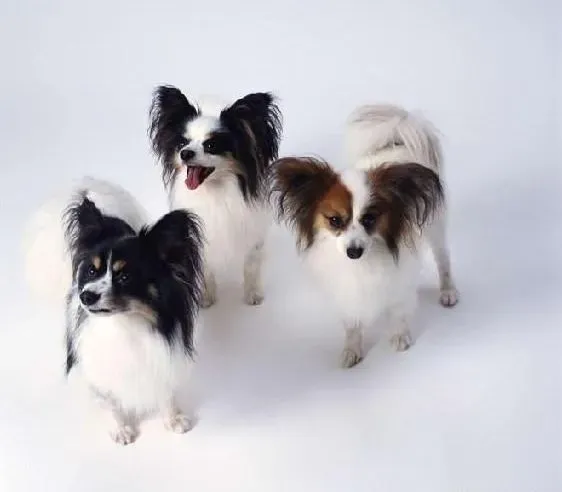 蝴蝶犬|教育蝴蝶犬的几大意见