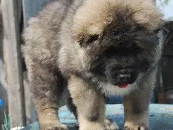 高加索犬|夏季将至如何让高加索犬度过酷暑免受煎熬