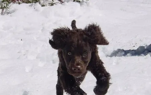 爱尔兰水猎犬耐寒程度 有比较厚实的毛发 | 爱尔兰水猎犬