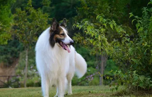 苏格兰牧羊犬晚上老叫 在发情的时候是会随意叫 | 苏格兰牧羊犬