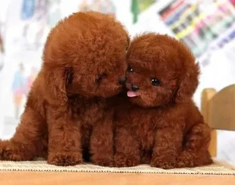 贵宾犬|怎样预防和治疗贵宾犬身上的犬癣