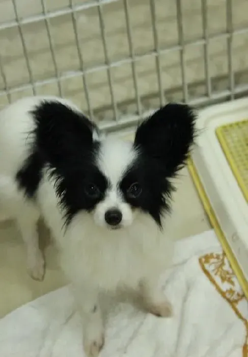 蝴蝶犬|我家蝴蝶犬一直咳嗽应吃什么药好