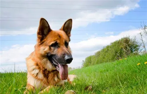 德国牧羊犬训练科目 德国牧羊犬三种训练方法 | 德国牧羊犬