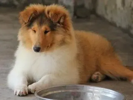 苏格兰牧羊犬|苏格兰牧羊犬外出期间脚受伤了应怎么处理