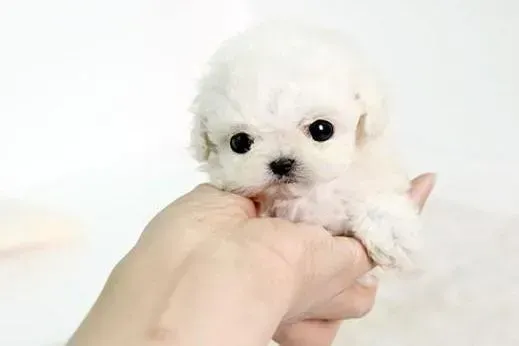 茶杯犬|茶杯犬两天不吃不喝，没事吧