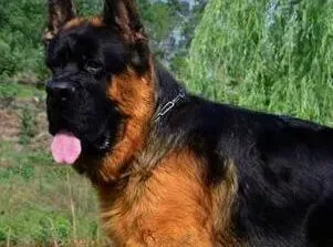 德国牧羊犬|德国牧羊犬脚掌干裂不会有事吧