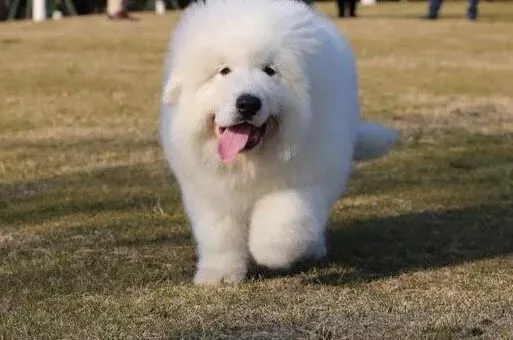 大白熊犬|大白熊犬的鼻子最近有点脱皮是为什么
