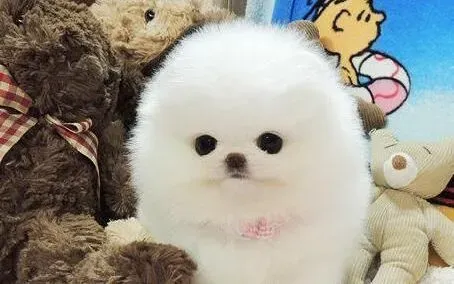 博美犬|如何让博美犬健康轻松的度过每一个夏天