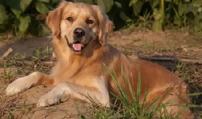 金毛|步步爱相随 金毛犬幼犬饲养全手册