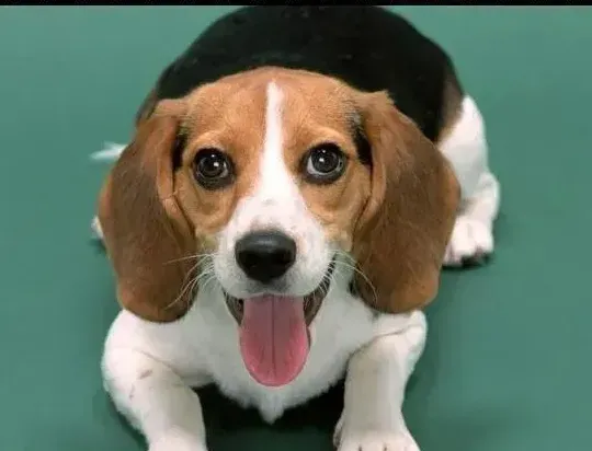 比格犬|补钙小贴士告诉你如何给比格犬补钙