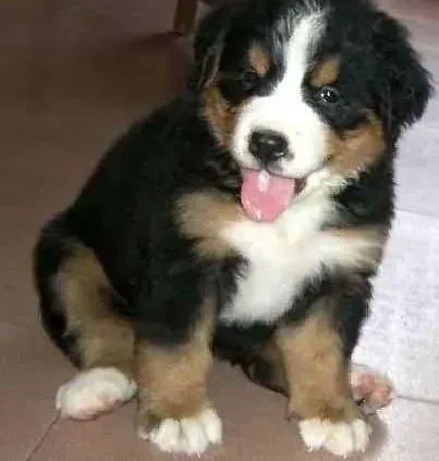 伯恩山犬|怎样让伯恩山犬更好的与外面的世界接轨
