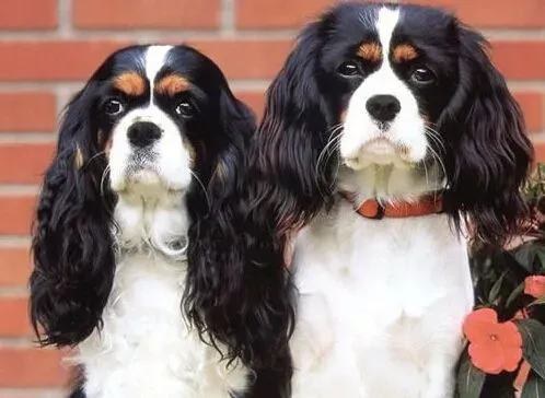 查理士王小猎犬的特点 孩子和老人的好伴侣 | 查理士王小猎犬