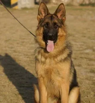 德国牧羊犬哪里有卖的 有明显的个性特征 | 德国牧羊犬
