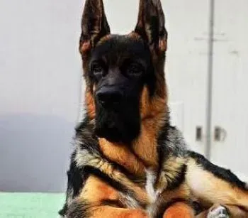 德国牧羊犬|怎样让德国牧羊犬多吃狗粮