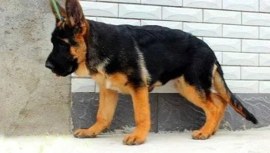 德国牧羊犬|新手饲养德国牧羊犬你一定要这样做