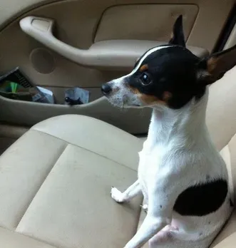 捕鼠梗犬的养护常识 饮食方面注意事项 | 捕鼠梗犬