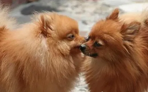 博美犬如何洗澡 博美犬正确入浴的方法 | 博美犬
