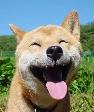 如何选狗粮     看狗狗的大便来判断 | 