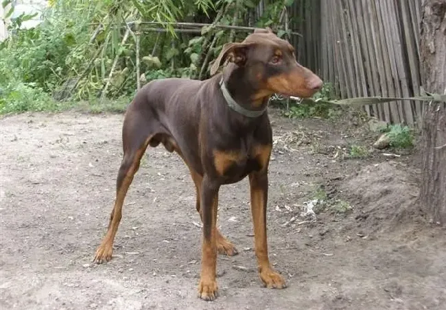 杜宾犬|破解杜宾犬的一些行为的事实真相