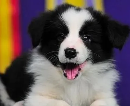 边境牧羊犬|边境牧羊犬洗澡后吐了，这是什么情况