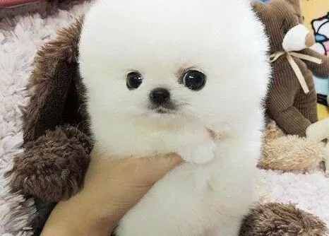 博美犬|基础知识 博美犬注射疫苗时要注意什么