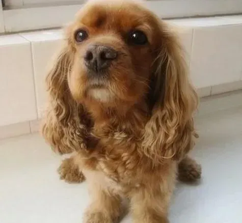可卡犬|为什么可卡犬最近突然不去厕所尿尿了